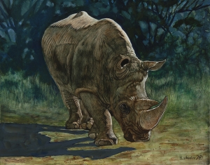 Will the White Rhino Survive?