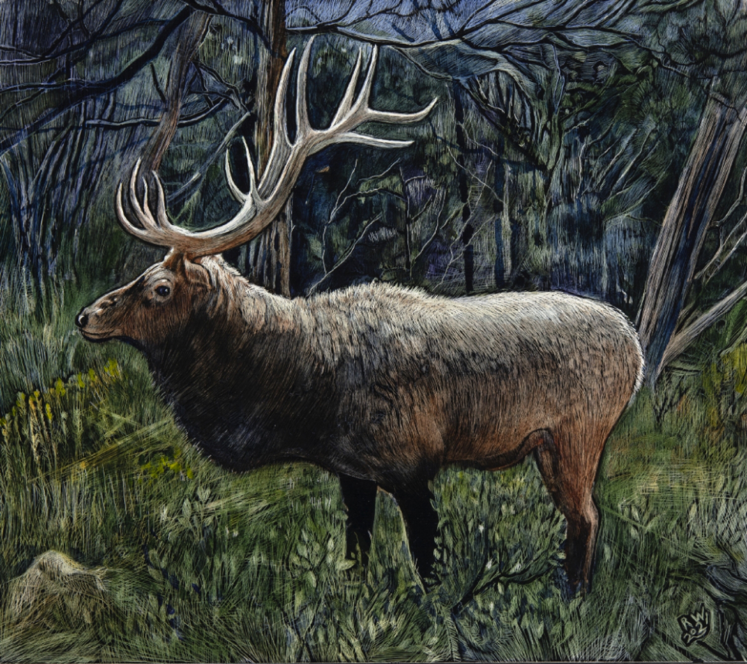 Bull Elk, Thick Woods