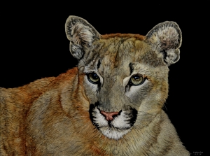 Wildcat Series: The Yearling