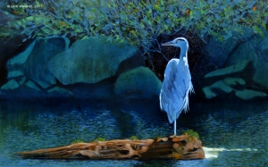 Great Blue Heron, Columbia River