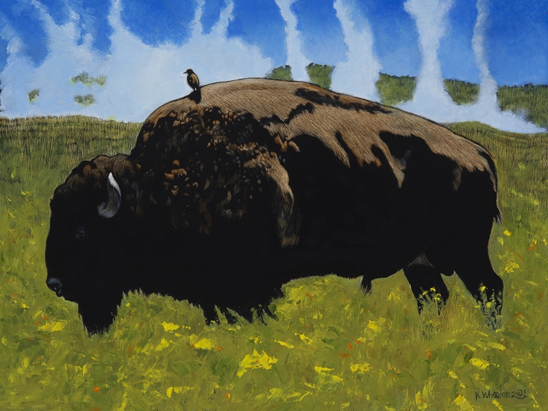 Bull Rider (Yellowstone Bison)