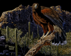 Harris' Hawk, Sonoran Desert