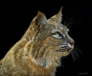 Wildcat Series: Bobcat